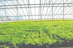 县对接沪苏浙等地域延长财产链不竭推进特色农