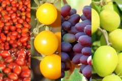 <b>不雅云台 这里的种子 为四时“果蔬”</b>