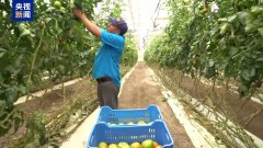 美墨“番茄和谈”将到期 美经销商：关税将导致