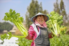 <b>AI时政画报｜大农业的子宽又阔</b>